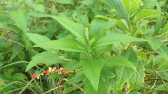 Varronia curassavica