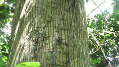 Ceiba pentandra