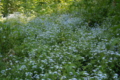 Myosotis