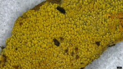 Mycoacia