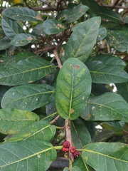 Ficus aurea