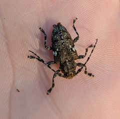 Aegomorphus quadrigibbus