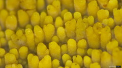 Mycoacia