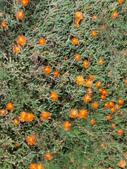 Malephora crocea