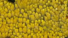 Mycoacia