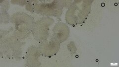Mycoacia