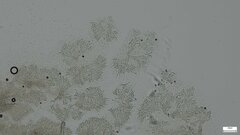 Mycoacia