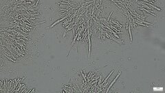 Mycoacia