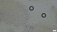 Mycoacia