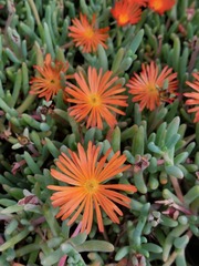 Malephora crocea