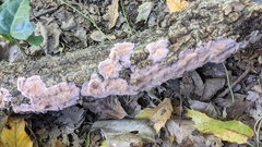 Phlebiopsis crassa