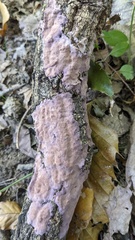 Phlebiopsis crassa