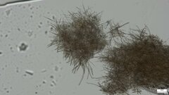 Phlebiopsis crassa