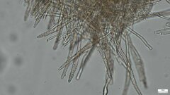 Phlebiopsis crassa