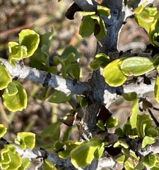 Ceanothus rigidus