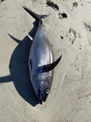 Thunnus thynnus