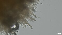 Phlebiopsis crassa