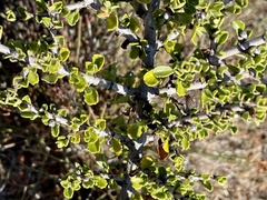 Ceanothus rigidus