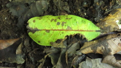 Anacardium excelsum