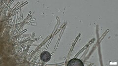 Phlebiopsis crassa