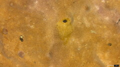 Phlebiopsis crassa