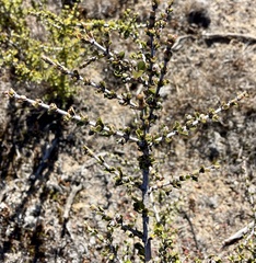 Ceanothus rigidus