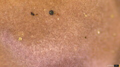 Phlebiopsis crassa