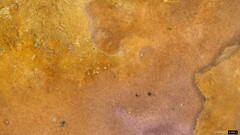 Phlebiopsis crassa