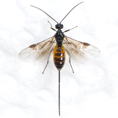 Braconinae