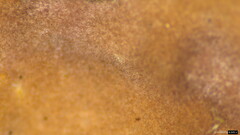 Phlebiopsis crassa