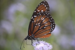 Danaus eresimus
