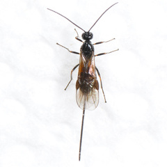 Braconinae