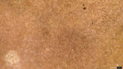 Phlebiopsis crassa