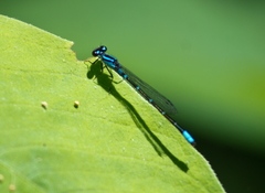 Enallagma geminatum