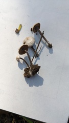 Agaricales