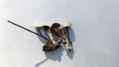 Agaricales