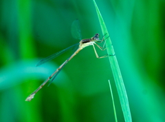 Lestes rectangularis
