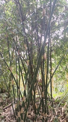 Bambusa oldhamii