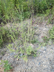 Ambrosia artemisiifolia