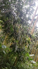 Bambusa oldhamii