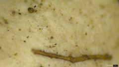 Agaricales