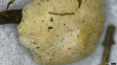 Agaricales