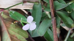 Murdannia loriformis