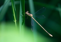 Lestes rectangularis