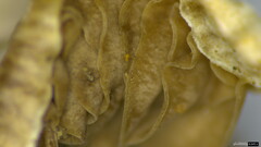 Agaricales