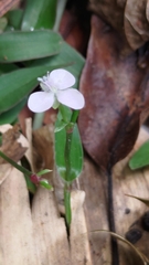 Murdannia loriformis