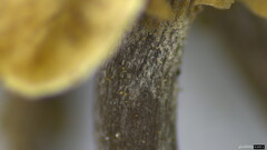 Agaricales