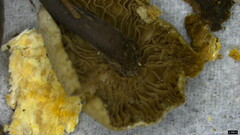 Agaricales