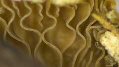 Agaricales