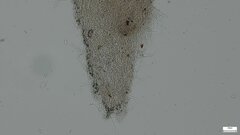Agaricales
